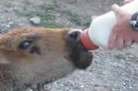 Feeding Orphan Buffalos with Bottles (12kb)